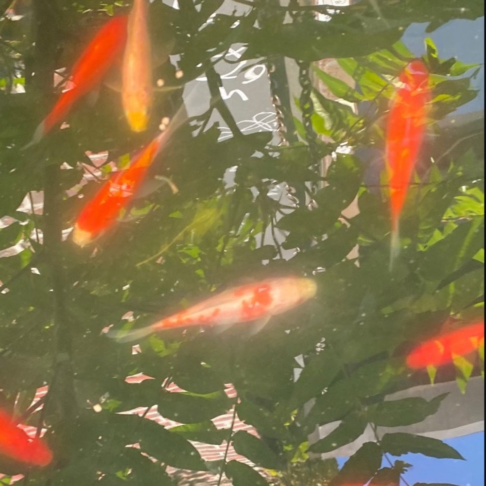 Meet your Posher, Bandzwalk